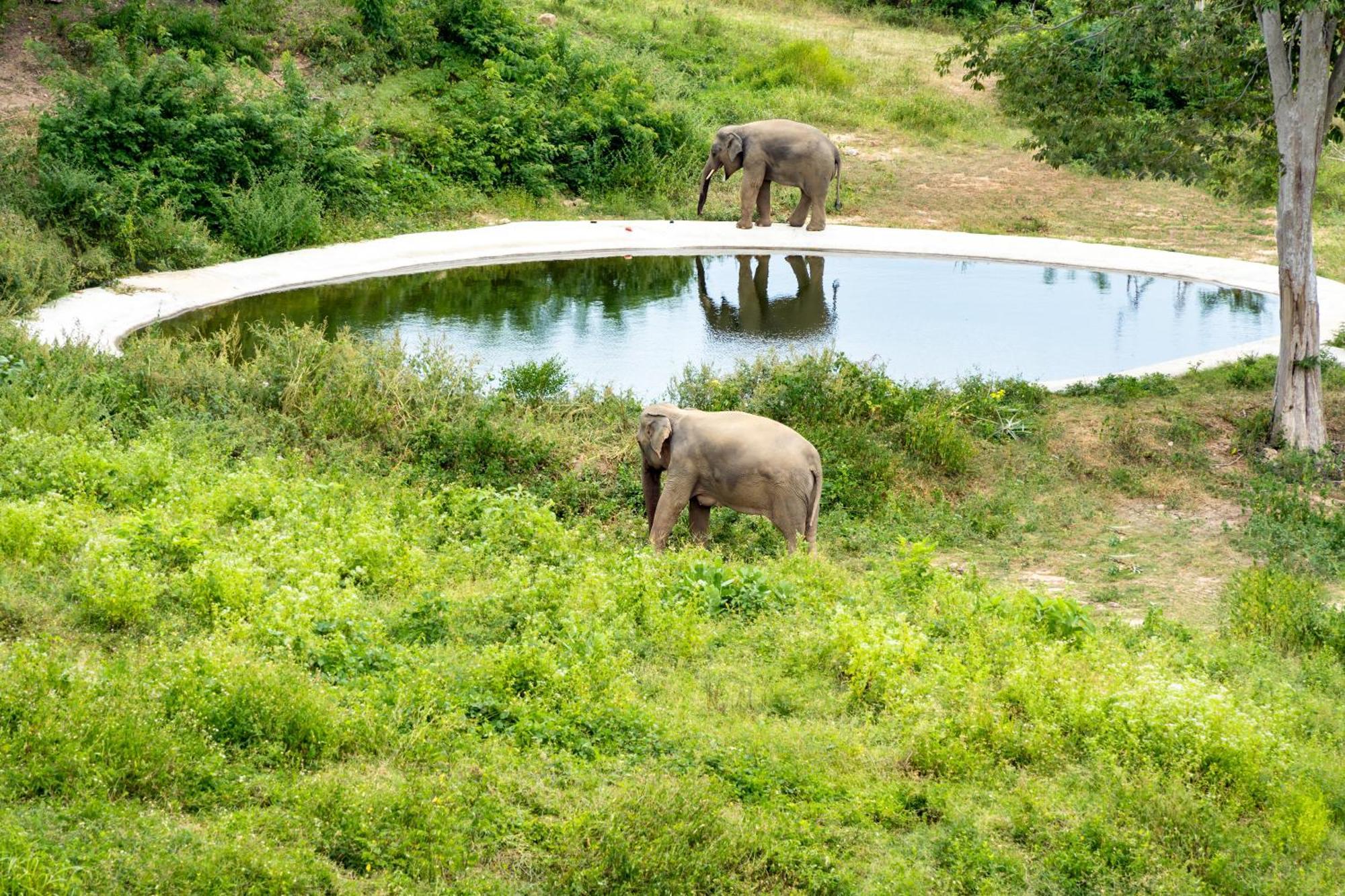 Wild Cottages Elephant Sanctuary Resort Amphoe Koksamui Exterior foto
