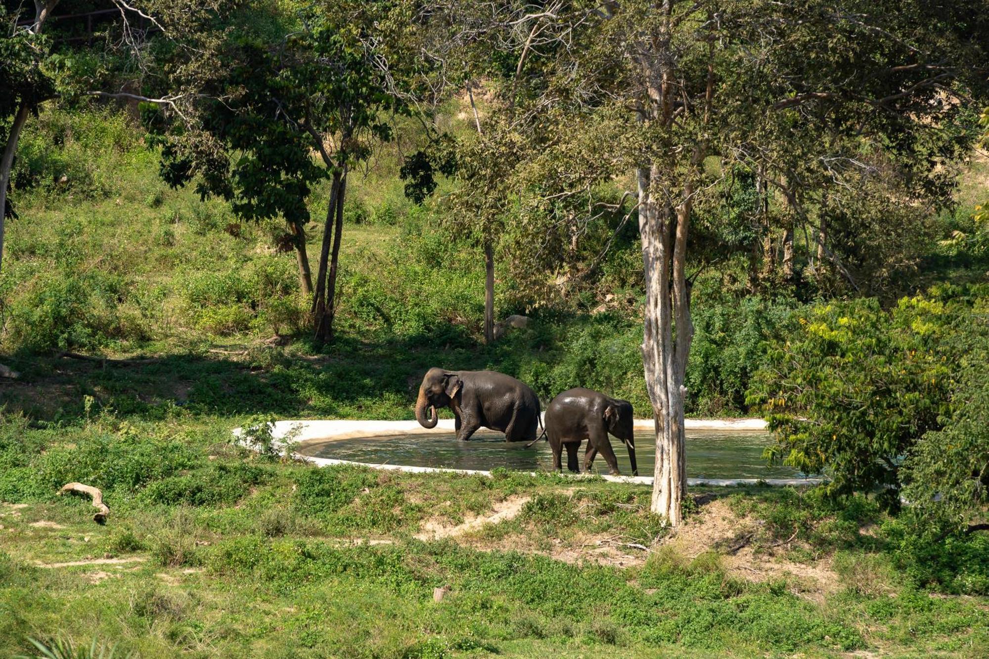Wild Cottages Elephant Sanctuary Resort Amphoe Koksamui Exterior foto