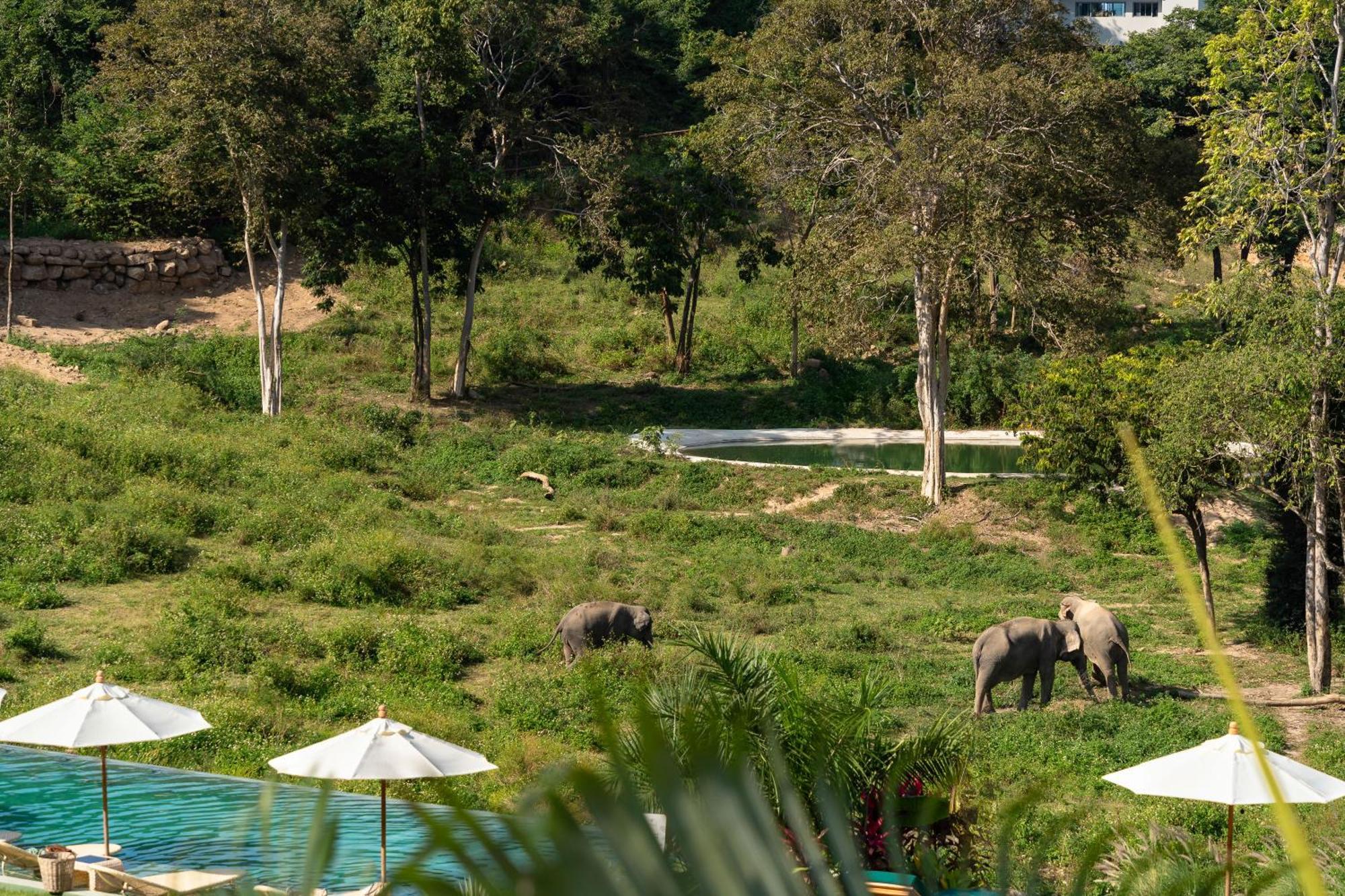 Wild Cottages Elephant Sanctuary Resort Amphoe Koksamui Exterior foto