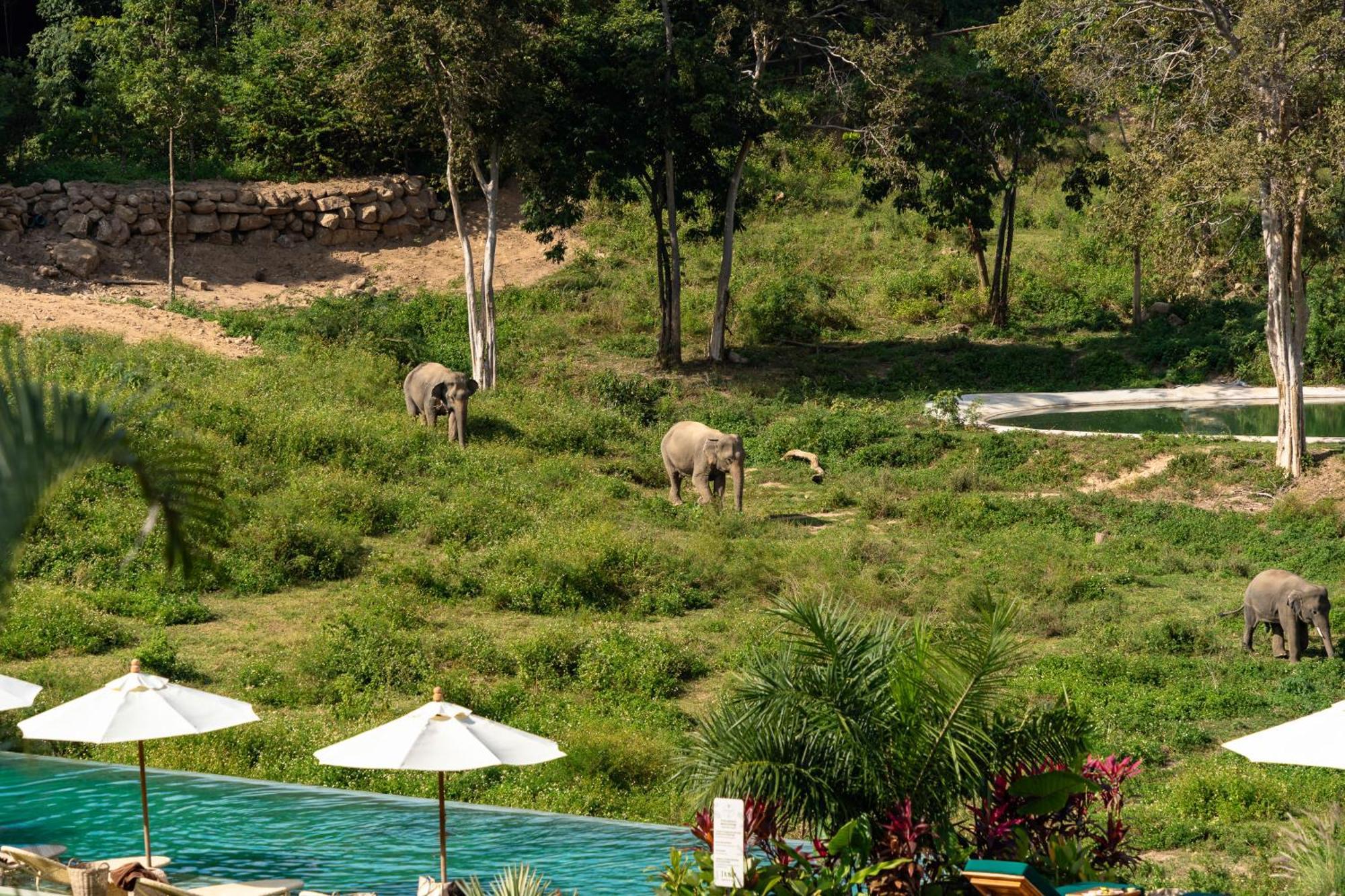 Wild Cottages Elephant Sanctuary Resort Amphoe Koksamui Exterior foto